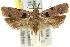  ( - 11ANIC-13936)  @14 [ ] CreativeCommons - Attribution (2011) ANIC/CBG Photography Group Centre for Biodiversity Genomics