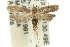  ( - 11ANIC-13945)  @13 [ ] CreativeCommons - Attribution (2011) ANIC/CBG Photography Group Centre for Biodiversity Genomics
