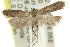  ( - 11ANIC-13963)  @13 [ ] CreativeCommons - Attribution (2011) ANIC/CBG Photography Group Centre for Biodiversity Genomics