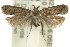  ( - 11ANIC-13965)  @11 [ ] CreativeCommons - Attribution (2011) ANIC/CBG Photography Group Centre for Biodiversity Genomics