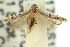  ( - 11ANIC-13976)  @11 [ ] CreativeCommons - Attribution (2011) ANIC/CBG Photography Group Centre for Biodiversity Genomics
