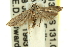  ( - 11ANIC-13989)  @13 [ ] CreativeCommons - Attribution (2011) ANIC/CBG Photography Group Centre for Biodiversity Genomics