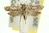  ( - 11ANIC-13990)  @14 [ ] CreativeCommons - Attribution (2011) ANIC/CBG Photography Group Centre for Biodiversity Genomics