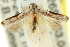  ( - 11ANIC-13997)  @11 [ ] CreativeCommons - Attribution (2011) ANIC/CBG Photography Group Centre for Biodiversity Genomics
