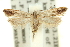  ( - 11ANIC-14005)  @11 [ ] CreativeCommons - Attribution (2011) ANIC/CBG Photography Group Centre for Biodiversity Genomics