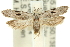  ( - 11ANIC-14157)  @13 [ ] CreativeCommons - Attribution (2011) ANIC/CBG Photography Group Centre for Biodiversity Genomics