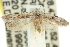  ( - 11ANIC-14163)  @14 [ ] CreativeCommons - Attribution (2011) ANIC/CBG Photography Group Centre for Biodiversity Genomics