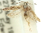 ( - 11ANIC-14189)  @14 [ ] CreativeCommons - Attribution (2011) ANIC/CBG Photography Group Centre for Biodiversity Genomics