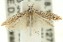  ( - 11ANIC-14200)  @13 [ ] CreativeCommons - Attribution (2011) ANIC/CBG Photography Group Centre for Biodiversity Genomics