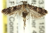  ( - 11ANIC-14266)  @12 [ ] CreativeCommons - Attribution (2011) ANIC/CBG Photography Group Centre for Biodiversity Genomics
