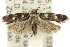  ( - 11ANIC-14292)  @13 [ ] CreativeCommons - Attribution (2011) ANIC/CBG Photography Group Centre for Biodiversity Genomics