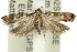 ( - 11ANIC-14294)  @13 [ ] CreativeCommons - Attribution (2011) ANIC/CBG Photography Group Centre for Biodiversity Genomics