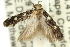  ( - 11ANIC-14295)  @12 [ ] CreativeCommons - Attribution (2011) ANIC/CBG Photography Group Centre for Biodiversity Genomics