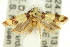  ( - 11ANIC-14309)  @11 [ ] CreativeCommons - Attribution (2011) ANIC/CBG Photography Group Centre for Biodiversity Genomics