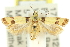  ( - 11ANIC-14313)  @11 [ ] CreativeCommons - Attribution (2011) ANIC/CBG Photography Group Centre for Biodiversity Genomics