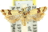  ( - 11ANIC-14315)  @11 [ ] CreativeCommons - Attribution (2011) ANIC/CBG Photography Group Centre for Biodiversity Genomics