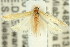  ( - 11ANIC-14346)  @13 [ ] CreativeCommons - Attribution (2011) ANIC/CBG Photography Group Centre for Biodiversity Genomics