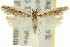 ( - 11ANIC-14356)  @11 [ ] CreativeCommons - Attribution (2011) ANIC/CBG Photography Group Centre for Biodiversity Genomics
