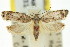  ( - 11ANIC-14384)  @13 [ ] CreativeCommons - Attribution (2011) ANIC/CBG Photography Group Centre for Biodiversity Genomics