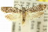  ( - 11ANIC-14385)  @11 [ ] CreativeCommons - Attribution (2011) ANIC/CBG Photography Group Centre for Biodiversity Genomics
