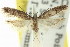  ( - 11ANIC-14419)  @11 [ ] CreativeCommons - Attribution (2011) ANIC/CBG Photography Group Centre for Biodiversity Genomics