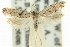  ( - 11ANIC-14426)  @11 [ ] CreativeCommons - Attribution (2011) ANIC/CBG Photography Group Centre for Biodiversity Genomics