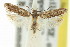  ( - 11ANIC-14429)  @11 [ ] CreativeCommons - Attribution (2011) ANIC/CBG Photography Group Centre for Biodiversity Genomics