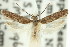  ( - 11ANIC-14430)  @11 [ ] CreativeCommons - Attribution (2011) ANIC/CBG Photography Group Centre for Biodiversity Genomics