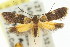  ( - 11ANIC-14462)  @11 [ ] CreativeCommons - Attribution (2011) ANIC/CBG Photography Group Centre for Biodiversity Genomics