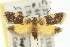  ( - 11ANIC-14464)  @11 [ ] CreativeCommons - Attribution (2011) ANIC/CBG Photography Group Centre for Biodiversity Genomics