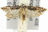  ( - 11ANIC-14499)  @15 [ ] CreativeCommons - Attribution (2011) ANIC/CBG Photography Group Centre for Biodiversity Genomics