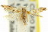  ( - 11ANIC-14550)  @11 [ ] CreativeCommons - Attribution (2011) ANIC/CBG Photography Group Centre for Biodiversity Genomics