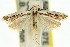  ( - 11ANIC-14604)  @13 [ ] CreativeCommons - Attribution (2011) ANIC/CBG Photography Group Centre for Biodiversity Genomics