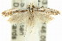  ( - 11ANIC-14606)  @13 [ ] CreativeCommons - Attribution (2011) ANIC/CBG Photography Group Centre for Biodiversity Genomics