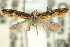  ( - 11ANIC-14644)  @11 [ ] CreativeCommons - Attribution (2011) ANIC/CBG Photography Group Centre for Biodiversity Genomics