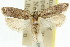  ( - 11ANIC-14657)  @11 [ ] CreativeCommons - Attribution (2011) ANIC/CBG Photography Group Centre for Biodiversity Genomics