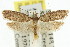  ( - 11ANIC-14658)  @14 [ ] CreativeCommons - Attribution (2011) ANIC/CBG Photography Group Centre for Biodiversity Genomics