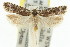  ( - 11ANIC-14664)  @11 [ ] CreativeCommons - Attribution (2011) ANIC/CBG Photography Group Centre for Biodiversity Genomics