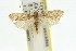  ( - 11ANIC-14666)  @11 [ ] CreativeCommons - Attribution (2011) ANIC/CBG Photography Group Centre for Biodiversity Genomics