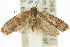 ( - 11ANIC-14667)  @13 [ ] CreativeCommons - Attribution (2011) ANIC/CBG Photography Group Centre for Biodiversity Genomics