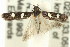  ( - 11ANIC-14686)  @12 [ ] CreativeCommons - Attribution (2011) ANIC/CBG Photography Group Centre for Biodiversity Genomics