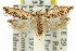  ( - 11ANIC-14711)  @11 [ ] CreativeCommons - Attribution (2011) ANIC/CBG Photography Group Centre for Biodiversity Genomics