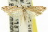  ( - 11ANIC-14713)  @13 [ ] CreativeCommons - Attribution (2011) ANIC/CBG Photography Group Centre for Biodiversity Genomics