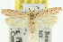  ( - 11ANIC-14716)  @11 [ ] CreativeCommons - Attribution (2011) ANIC/CBG Photography Group Centre for Biodiversity Genomics