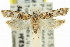  ( - 11ANIC-14755)  @11 [ ] CreativeCommons - Attribution (2011) ANIC/CBG Photography Group Centre for Biodiversity Genomics