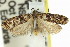  ( - 11ANIC-14759)  @14 [ ] CreativeCommons - Attribution (2011) ANIC/CBG Photography Group Centre for Biodiversity Genomics