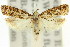  ( - 11ANIC-14771)  @11 [ ] CreativeCommons - Attribution (2011) ANIC/CBG Photography Group Centre for Biodiversity Genomics