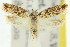  ( - 11ANIC-14772)  @11 [ ] CreativeCommons - Attribution (2011) ANIC/CBG Photography Group Centre for Biodiversity Genomics