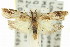  (Ardozyga sp. ANIC50 - 11ANIC-14776)  @11 [ ] CreativeCommons - Attribution (2011) ANIC/CBG Photography Group Centre for Biodiversity Genomics