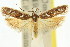  ( - 11ANIC-14785)  @11 [ ] CreativeCommons - Attribution (2011) ANIC/CBG Photography Group Centre for Biodiversity Genomics
